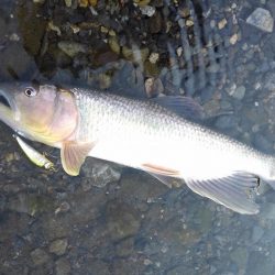 ベイトフィネスでハス釣り